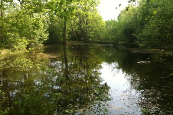 Image of Greenmore ponds