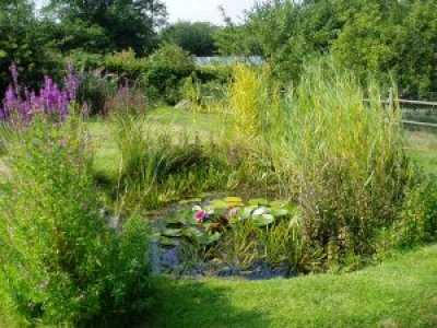 Garden Pond